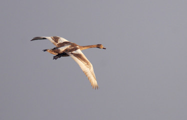 Single juvenile Mute Swan bird - latin Cygnus olor - in flight during the spring mating season in wetlands of north-eastern Poland
