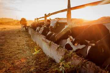 Cows grazing on farm yard at sunset. Cattle eating grass and walking outdoors at sunset. Farming...