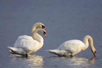 Group of Mute Swan birds - latin Cygnus olor - on a water surface during the spring mating season in wetlands of north-eastern Poland