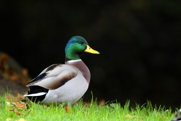 Single male Mallard duck bird - latin Anas platyrhynchos - during the spring mating season in wetlands of north-eastern Poland