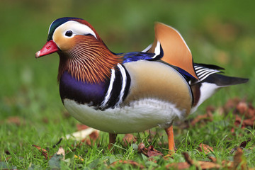 Single male Mandarin Duck - latin Aix galericulata - bird natively inhabiting East Asia, in a...