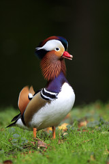 Single male Mandarin Duck - latin Aix galericulata - bird natively inhabiting East Asia, in a spring mating season in a city park