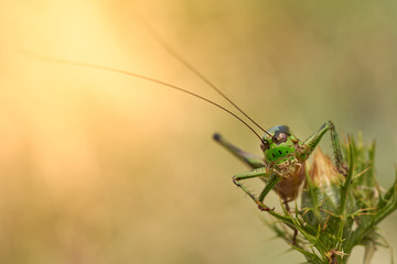 Some green bush cricket in Krk, Croatia