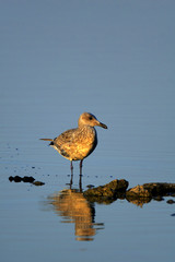 Single Herring Gull bird - latin Larus argentatus - on a water surface during the spring mating season in wetlands of north-eastern Poland