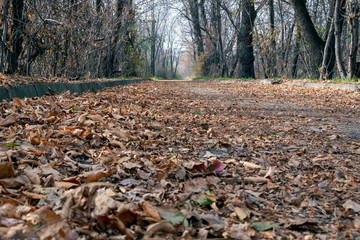 Asphalt road covered with orange foliage in autumn park. Autumn in park.