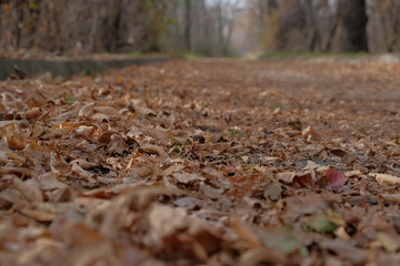 Asphalt road covered with orange foliage in autumn park. Autumn in park.