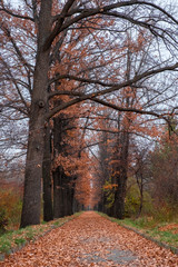 Asphalt road covered with orange foliage in autumn park. Autumn in park.