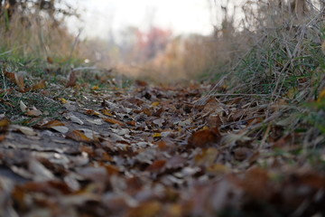 Fototapeta premium Leaves laying on the ground. Autumn.