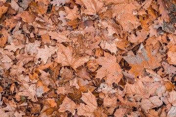 Maple leaves on the ground. Orange leaves on the ground in park. Texture, background.