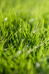 Defocus background of fresh green spring grass on Alpine meadow macro