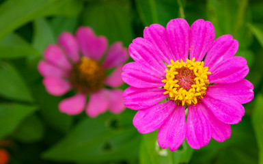 Close-up shot of bright pink Zinnia flowers blooms on a blurry background of flower and leaf in the flower garden.