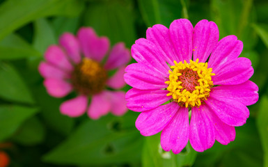 Close-up shot of bright pink Zinnia flowers blooms on a blurry background of flower and leaf in the flower garden.
