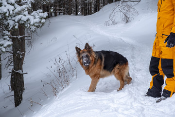 Shepherd with owner in winter forest.