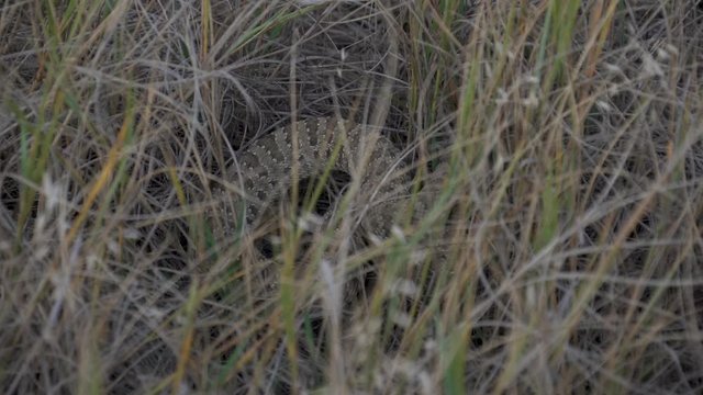 rattlesnake hiding in the grass