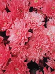 Gifts for March 8 for girls and moms. Bouquets in the market. Pink flowers