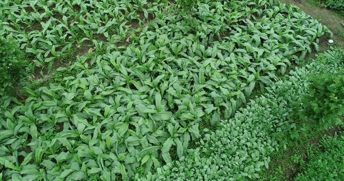 Aerial view of green asparagus lettuce growing at vegetable garden  
