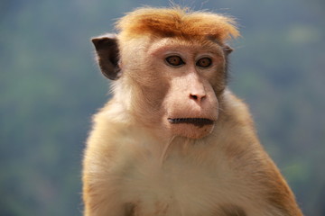 pensive look of a ceylon monkey