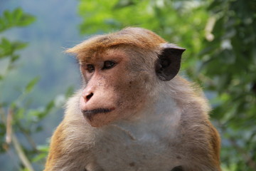  pensive look of a ceylon monkey