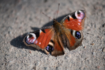 A beautiful butterfly Aglais io the European peacock with colored wings