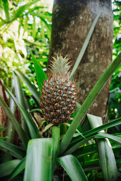 PINEAPPLE PLANTING IN THE FOREST IN SUMMER