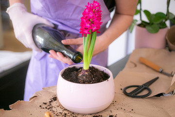 woman's hands transplanting, planting pink hyacinth with gardening tools close up
