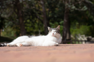 Gato callejero tumbado tomando el sol en un parque en Madrid