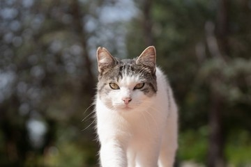 Retrato de un gato callejero de cerca mirando a camara