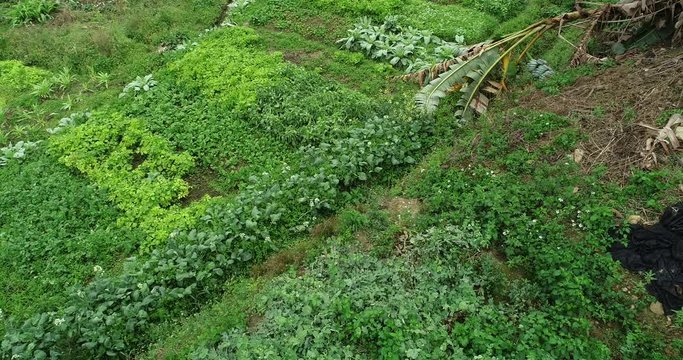 Aerial view of green lettuce growing at vegetable garden  
