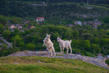 Little goats on the mountains, Crimea