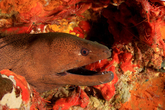 Giant Moray Eel At Cleaning Station With Cleaner Shrimps 