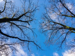 The tops of the trees against a cloudy blue sky on a sunny day.