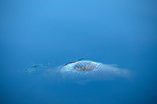 Toter Fisch im Wasser schwimmend