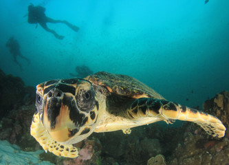 Hawksbill Sea Turtle and scuba divers	