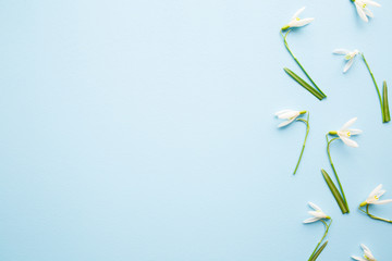 Fresh white snowdrops with green leaves. Light pastel blue table. First messengers of spring....