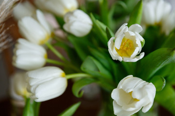 bouquet of white tulip flowers close up