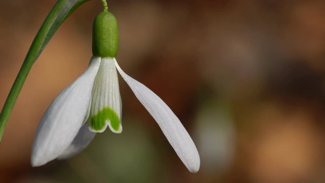 Snowdrop herald of spring in the natural ambience (Galanthus nivalis) - (4K)