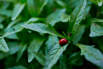 ladybug resting
