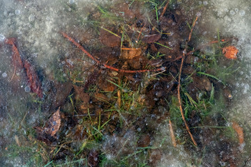 Leaves, sticks and green grass under ice. Ground under transparent ice. Frozen nature background.