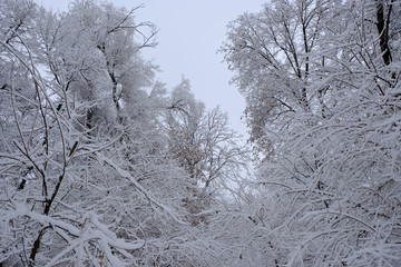 Winter landscape with trees cowered with snow after snowfall. Snowfall concept.
