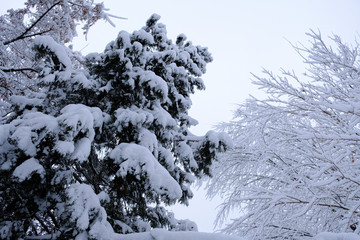 Winter landscape with trees cowered with snow after snowfall. Snowfall concept.