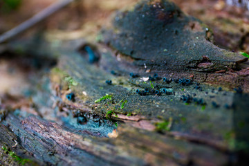 tree spores