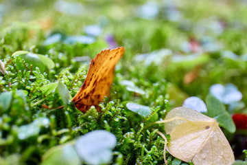 autumn and moss