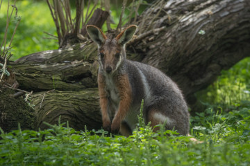 Wallaby de roca sobre la hierba en un día soleado (Petrogale xanthopus xanthopus)