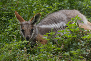 Wallaby de roca sobre la hierba en un día soleado (Petrogale xanthopus xanthopus)