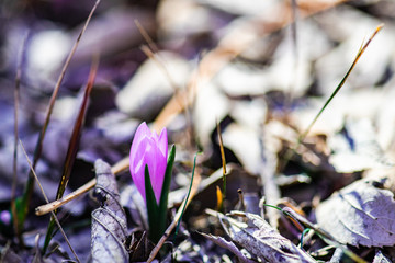 First spring flowers