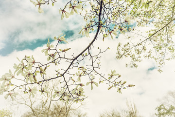 Blooming white magnolia flowers in a spring garden. seasonal natural photo. Beautiful sunny day in the spring garden.