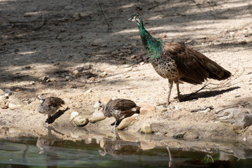Pavo real y sus pollos bebiendo agua en un río