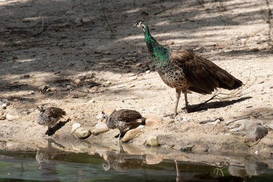 Pavo real y sus pollos bebiendo agua en un río