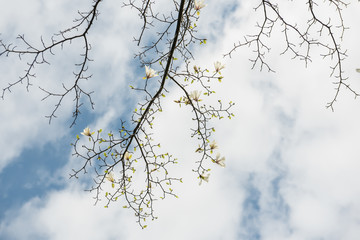 Blooming white magnolia flowers in a spring garden. seasonal natural photo. Beautiful sunny day in the spring garden.