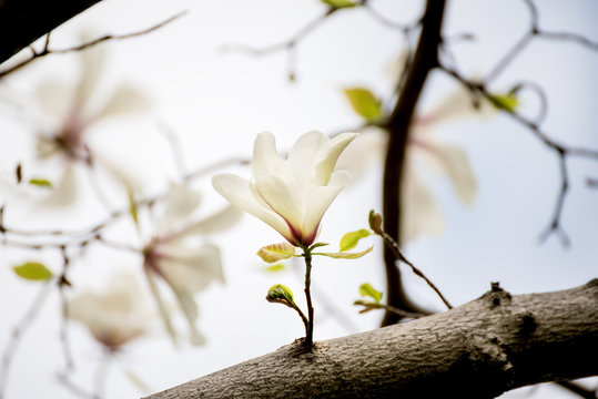 Blooming white magnolia flowers in a spring garden. seasonal natural photo. 